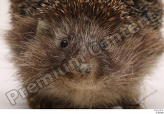 Hedgehog - Erinaceus europaeus  3 eye mouth 0003.jpg